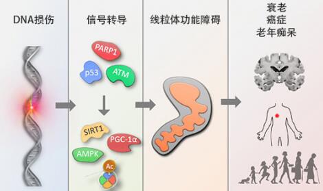 首个经科学验证NAD+ 前体NMN衰老抑制剂瑞维拓问世，长寿时代指日可待